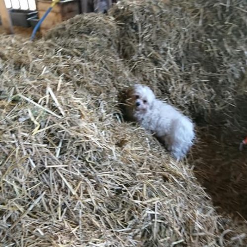 88166332_1351685961705174_7510724256724942848_n